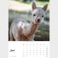 Preview: Der Webertal-Alpakas-Kalender für 2026 in A4 (Juni)