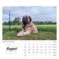 Preview: Der Webertal-Dogs-Kalender für 2026 (August)