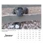 Preview: Der Webertal-Dogs-Kalender für 2026 (Januar)