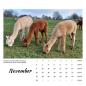 Preview: Der Webertal-Alpakas-Kalender für 2026 (November)