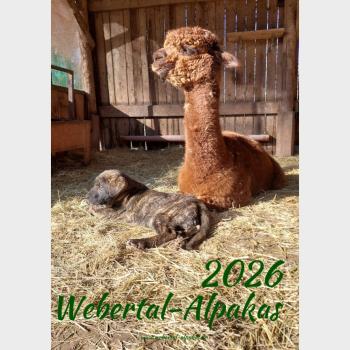 Der Webertal-Alpakas-Kalender für 2026 in A4 (Titelbild)