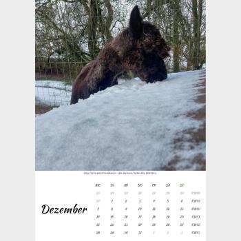 Preview: Der Webertal-Alpakas-Kalender für 2026 in A4 (Dezember)