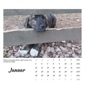 Preview: Der Webertal-Dogs-Kalender für 2026 (Januar)