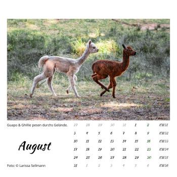 Preview: Der Webertal-Alpakas-Kalender für 2026 (August)