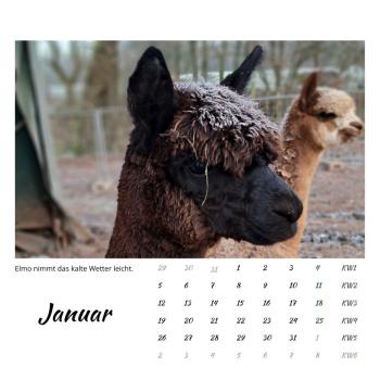 Preview: Der Webertal-Alpakas-Kalender für 2026 (Januar)