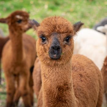 Bild eines Flauschs zur Alpakapatenschaft