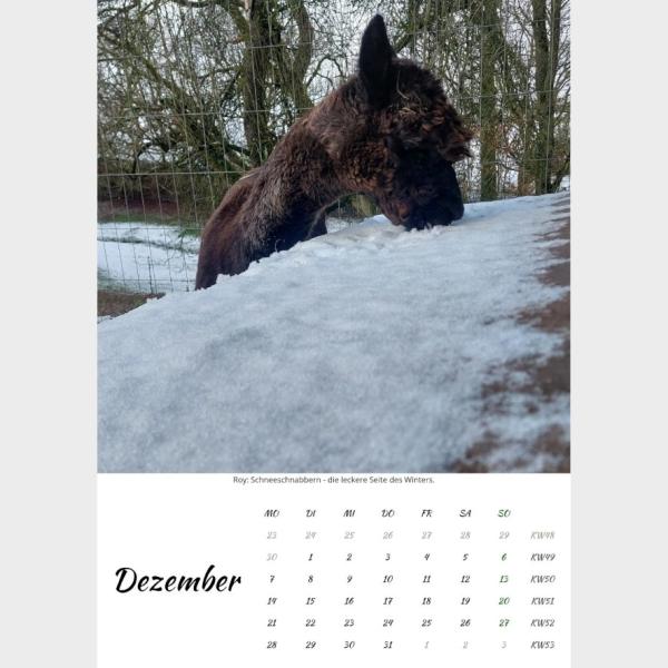 Der Webertal-Alpakas-Kalender für 2026 in A4 (Dezember)