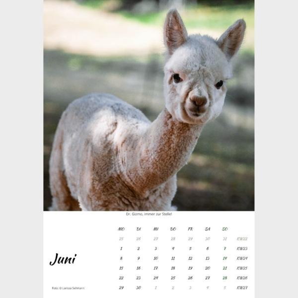 Der Webertal-Alpakas-Kalender für 2026 in A4 (Juni)