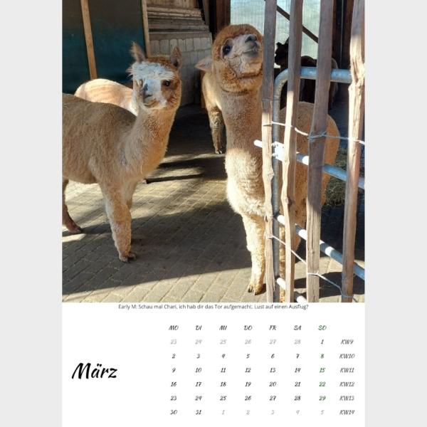 Der Webertal-Alpakas-Kalender für 2026 in A4 (März)