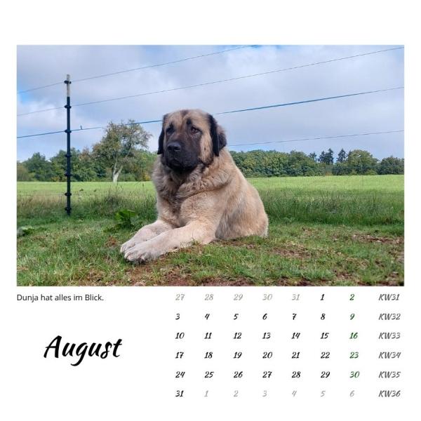Der Webertal-Dogs-Kalender für 2026 (August)