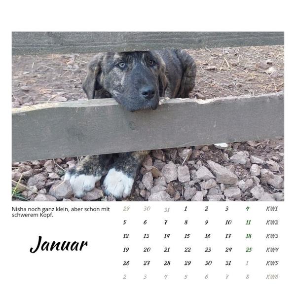 Der Webertal-Dogs-Kalender für 2026 (Januar)