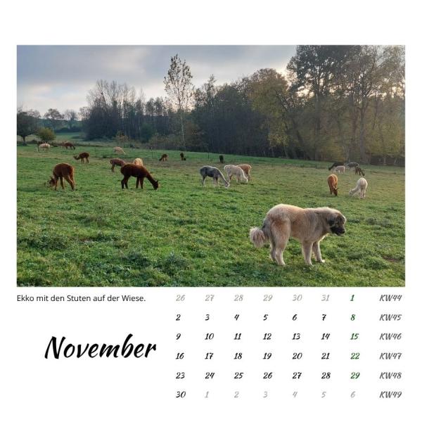Der Webertal-Dogs-Kalender für 2026 (November)