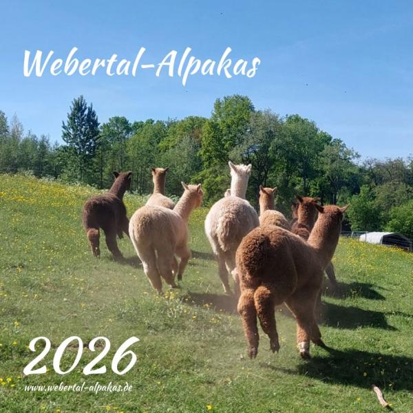 Der Webertal-Alpakas-Kalender für 2026 (Titelbild)