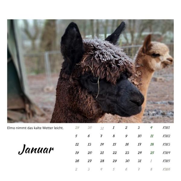 Der Webertal-Alpakas-Kalender für 2026 (Januar)