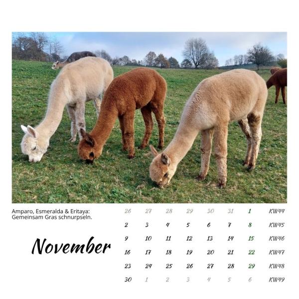 Der Webertal-Alpakas-Kalender für 2026 (November)