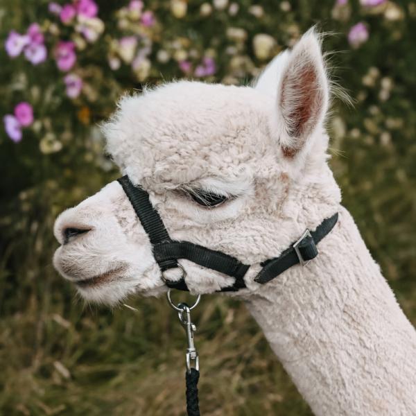 Bild eines Flauschs zur Premium-Alpakapatenschaft