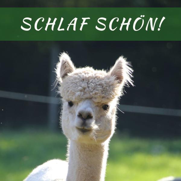 Alpakabettdecke Franzi